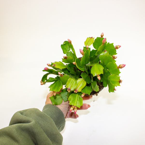 Schlumbergia - Christmas Cacti Mixed 10.5cm H20cm
