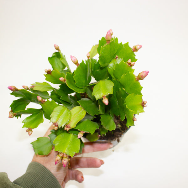 Schlumbergia - Christmas Cacti Mixed 10.5cm H20cm