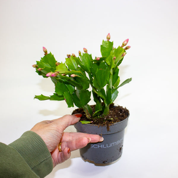Schlumbergia - Christmas Cacti Mixed 10.5cm H20cm