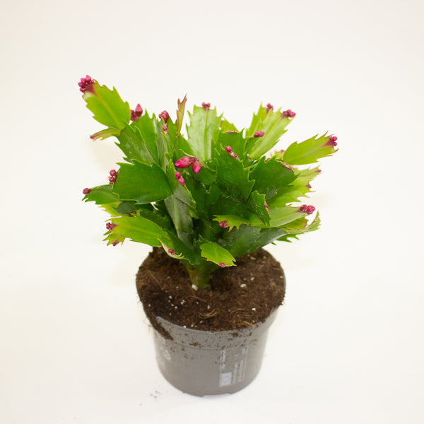 Schlumbergia - Christmas Cacti Mixed 10.5cm H20cm