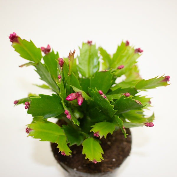 Schlumbergia - Christmas Cacti Mixed 10.5cm H20cm