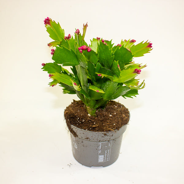 Schlumbergia - Christmas Cacti Mixed 10.5cm H20cm
