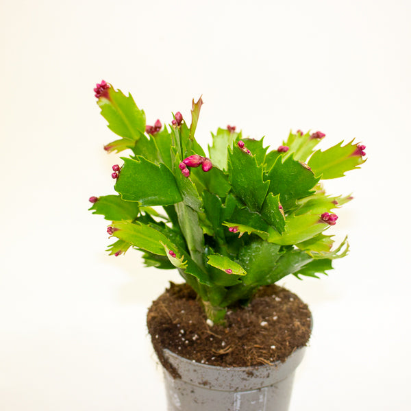 Schlumbergia - Christmas Cacti Mixed 10.5cm H20cm