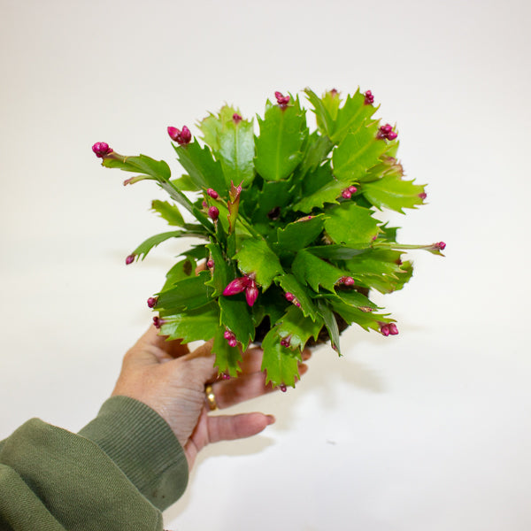 Schlumbergia - Christmas Cacti Mixed 10.5cm H20cm