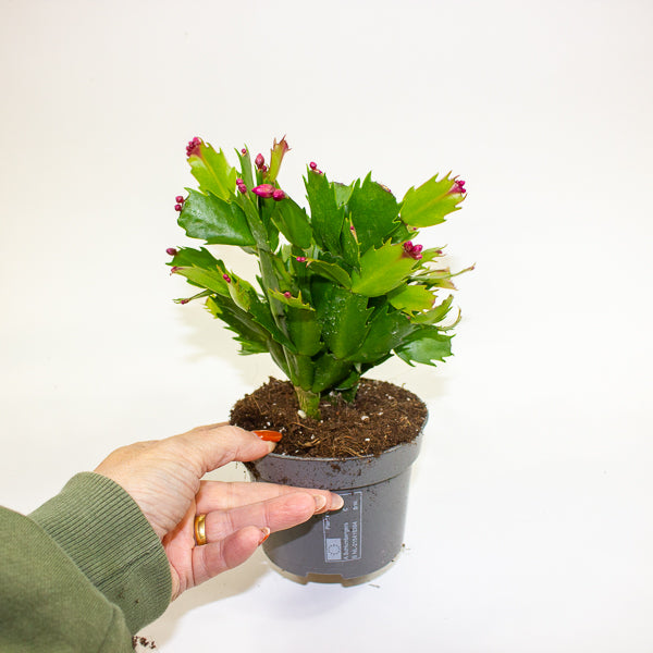 Schlumbergia - Christmas Cacti Mixed 10.5cm H20cm