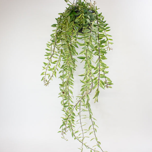 Aeschynanthus 'Bolero Bicolore' 15cm H40cm