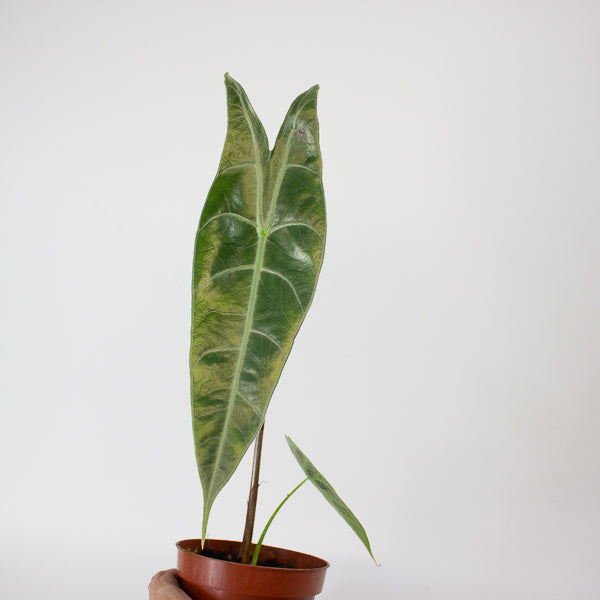 Alocasia Longiloba Silver 10.5cm H15cm