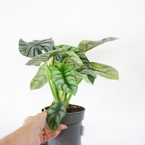 Alocasia Silver Dragon 14cm H30cm