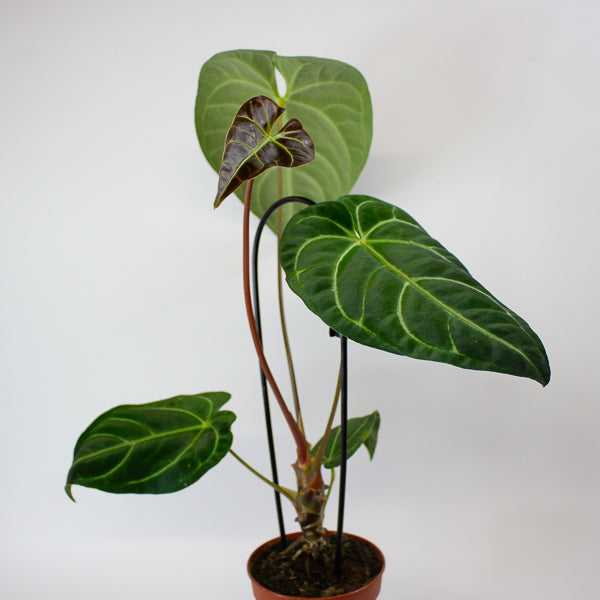 Anthurium Regale 12cm H25cm