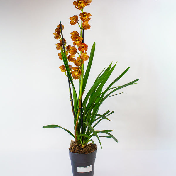 Cymbidium mixed 14cm H85cm