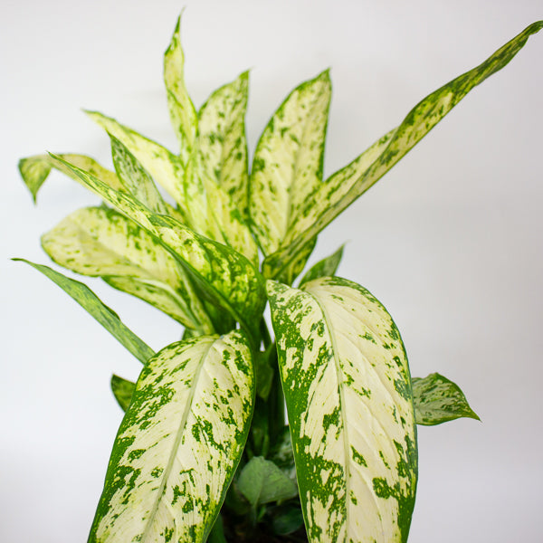 Dieffenbachia Vesuvius 19cm H55cm