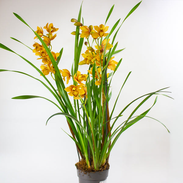 Cymbidium Floribundum 14cm H70cm