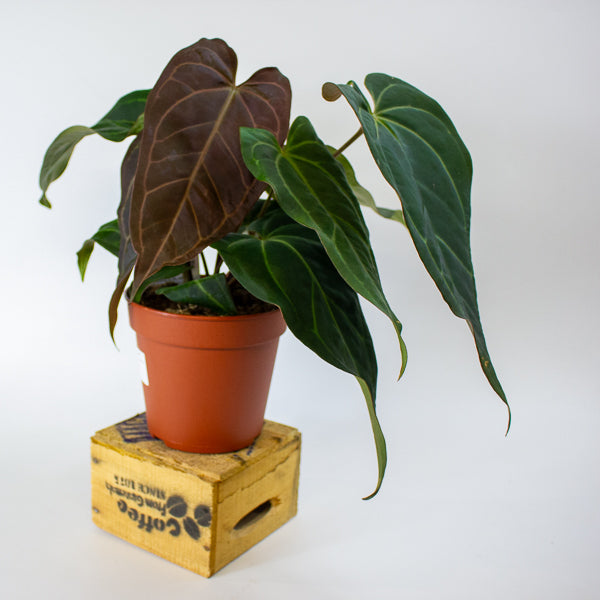 DocBlock Anthurium Dark & Handsome® '9' X Black Widow® '13' 15cm H50cm