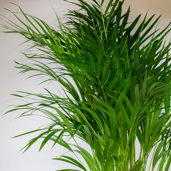 Dypsis lutescens - Areca Palm 19cm H90cm