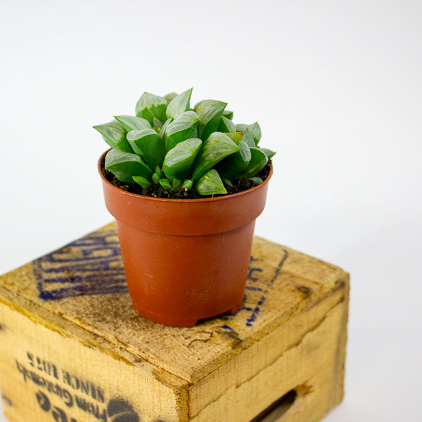 Haworthia retusa 8.5cm H14cm