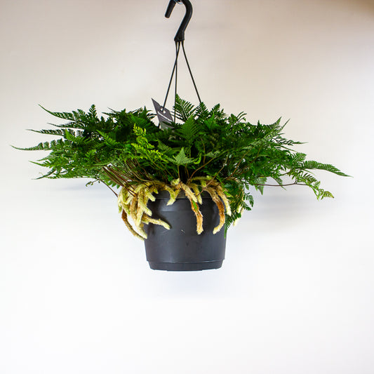 Humata griffithiana tyermannii - White Rabbit's Foot, Silver Hare's Foot, Bears Paw Fern 17cm H30cm