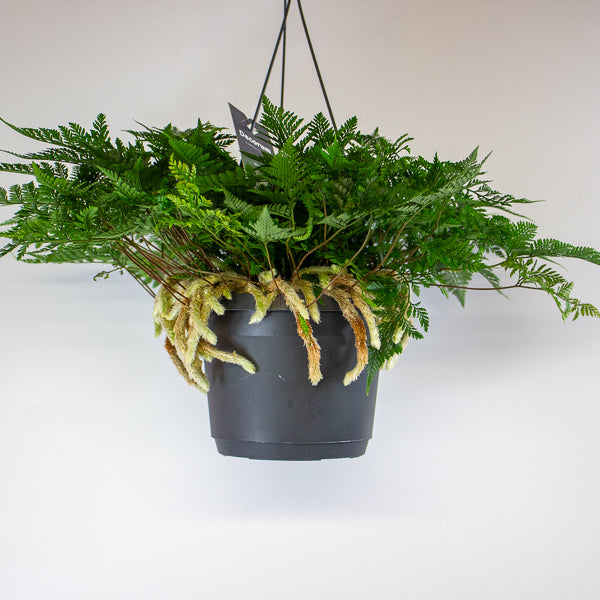 Humata griffithiana tyermannii - White Rabbit's Foot, Silver Hare's Foot, Bears Paw Fern 17cm H30cm