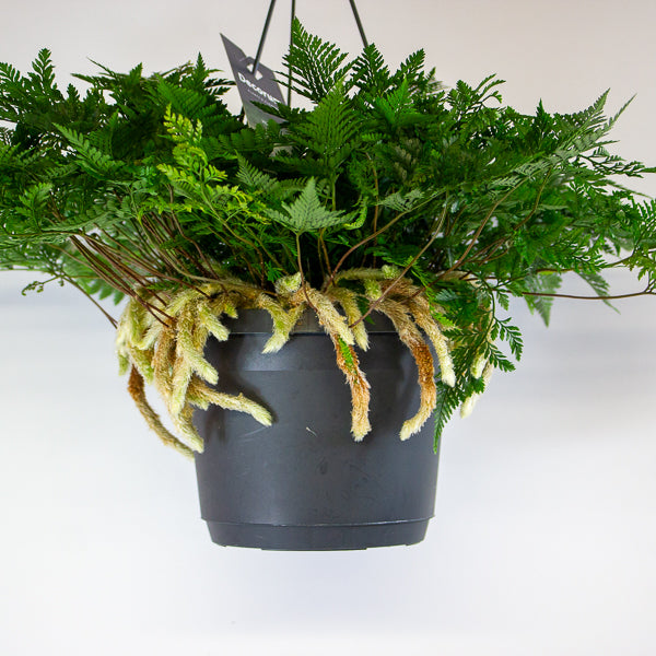 Humata griffithiana tyermannii - White Rabbit's Foot, Silver Hare's Foot, Bears Paw Fern 17cm H30cm