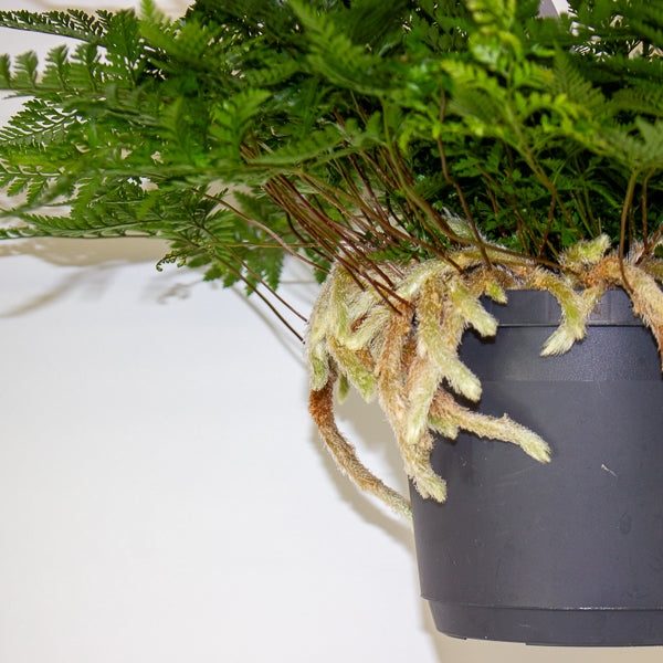 Humata griffithiana tyermannii - White Rabbit's Foot, Silver Hare's Foot, Bears Paw Fern 17cm H30cm