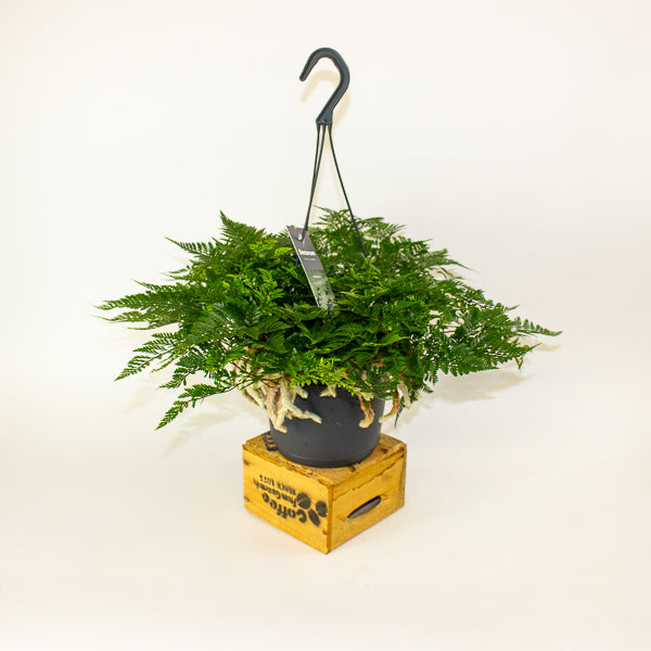 Humata griffithiana tyermannii - White Rabbit's Foot, Silver Hare's Foot, Bears Paw Fern 17cm H30cm