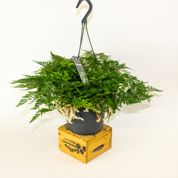 Humata griffithiana tyermannii - White Rabbit's Foot, Silver Hare's Foot, Bears Paw Fern 17cm H30cm