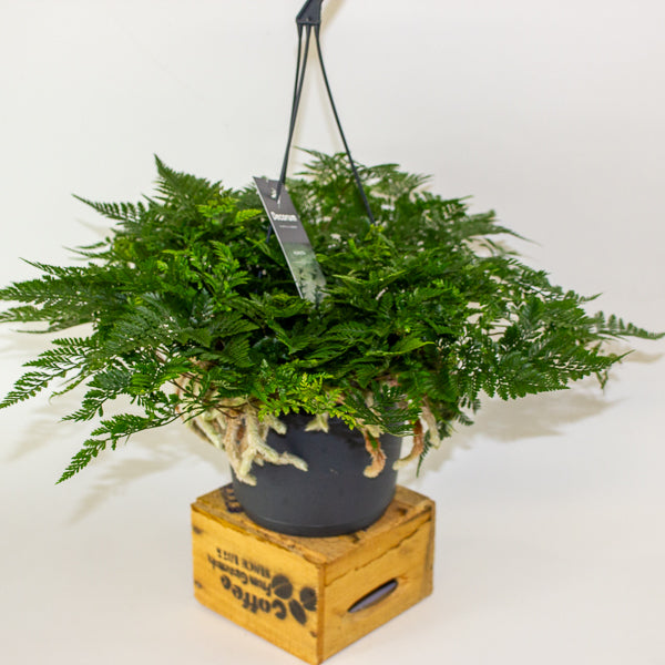 Humata griffithiana tyermannii - White Rabbit's Foot, Silver Hare's Foot, Bears Paw Fern 17cm H30cm