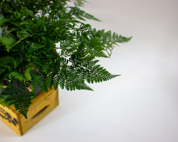Humata griffithiana tyermannii - White Rabbit's Foot, Silver Hare's Foot, Bears Paw Fern 17cm H30cm