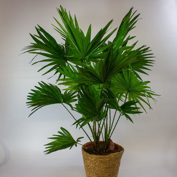 Jubaea chilensis - Chilean wine palm 20cm H90cm