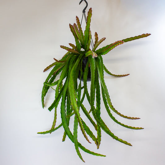 Lepismium cruciforme 'Red Tip' 15cm H35cm