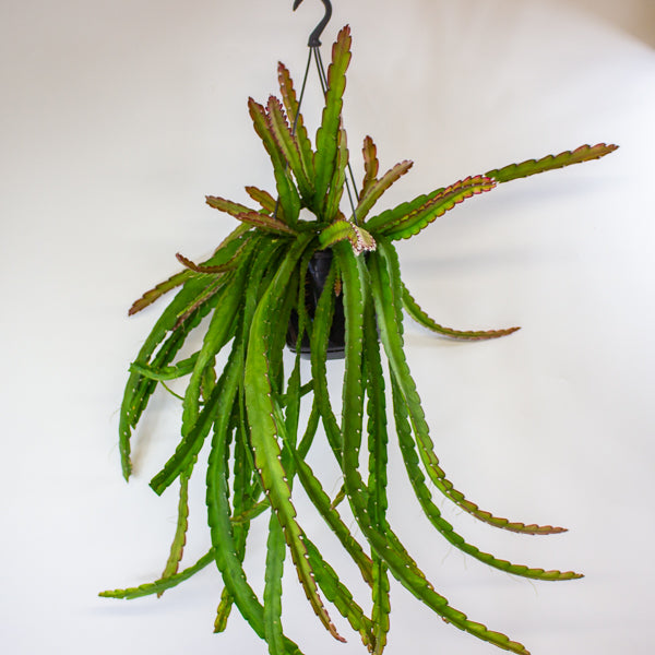 Lepismium cruciforme 'Red Tip' 15cm H35cm
