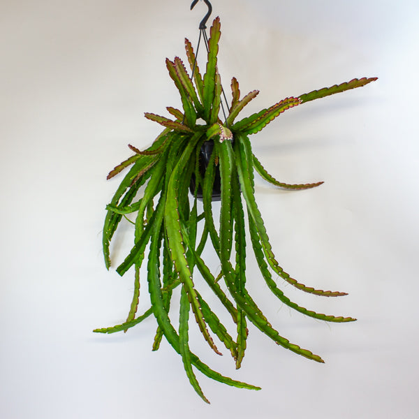 Lepismium cruciforme 'Red Tip' 15cm H35cm