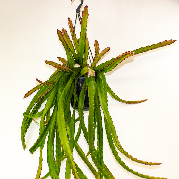 Lepismium cruciforme 'Red Tip' 15cm H35cm