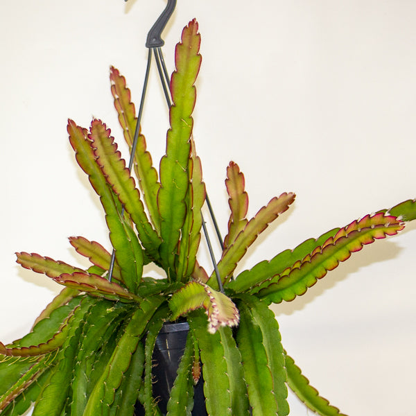 Lepismium cruciforme 'Red Tip' 15cm H35cm