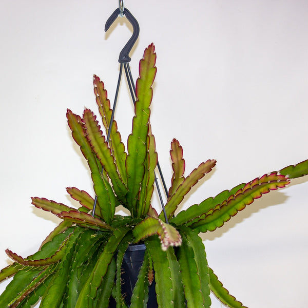 Lepismium cruciforme 'Red Tip' 15cm H35cm