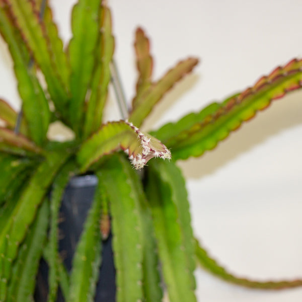 Lepismium cruciforme 'Red Tip' 15cm H35cm