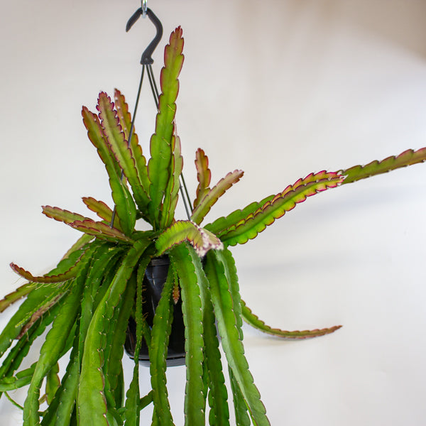 Lepismium cruciforme 'Red Tip' 15cm H35cm