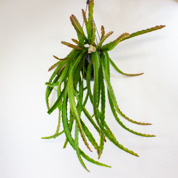 Lepismium cruciforme 'Red Tip' 15cm H35cm