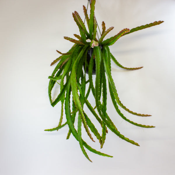 Lepismium cruciforme 'Red Tip' 15cm H35cm