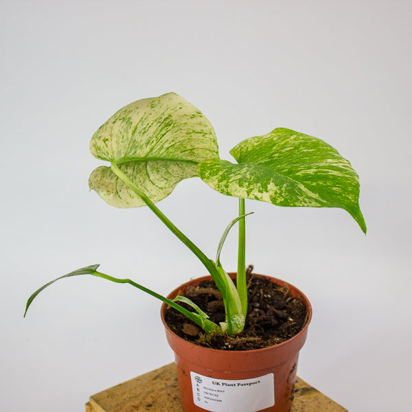 Monstera MINT 10.5cm H15cm