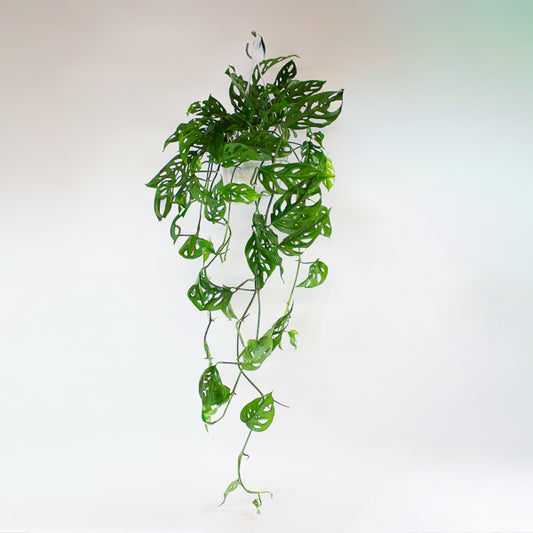 Monstera obliqua (Leichtlinii) 17cm H50cm