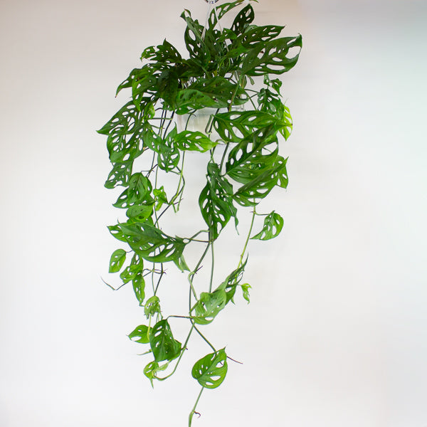 Monstera obliqua (Leichtlinii) 17cm H50cm