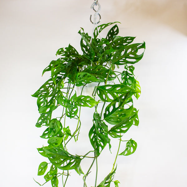 Monstera obliqua (Leichtlinii) 17cm H50cm