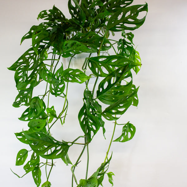Monstera obliqua (Leichtlinii) 17cm H50cm