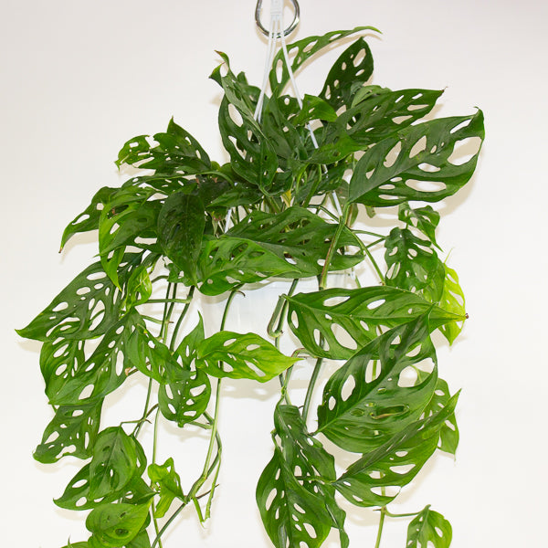 Monstera obliqua (Leichtlinii) 17cm H50cm
