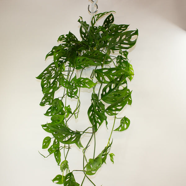 Monstera obliqua (Leichtlinii) 17cm H50cm
