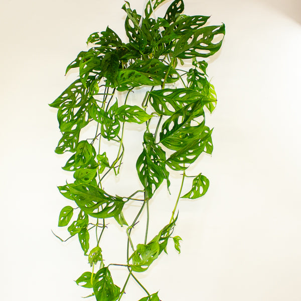 Monstera obliqua (Leichtlinii) 17cm H50cm