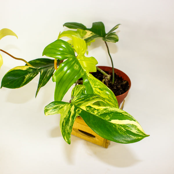 Philodendron florida beauty 14cm H40cm