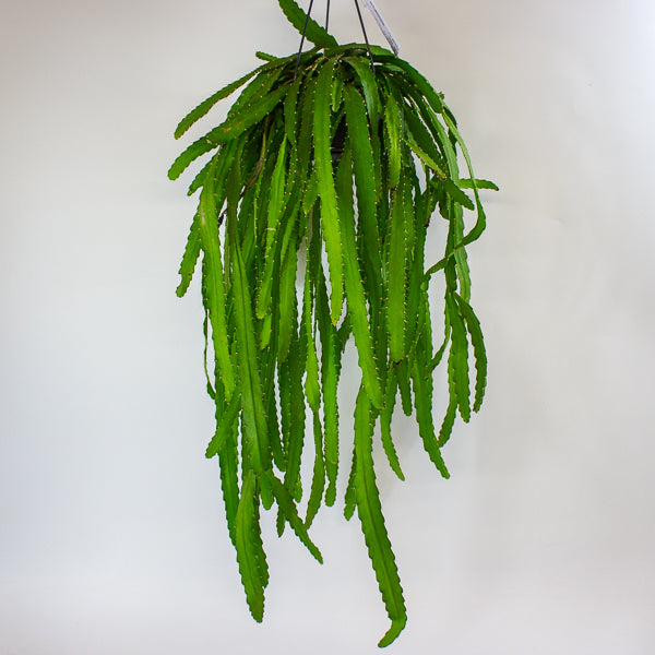 Rhipsalis Monacantha 14cm H50cm