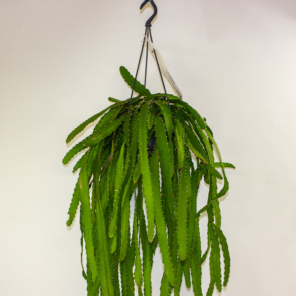 Rhipsalis Monacantha 14cm H50cm