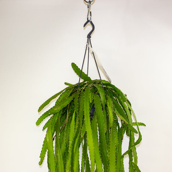 Rhipsalis Monacantha 14cm H50cm